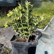 Саженец Брусника Koralle в контейнере